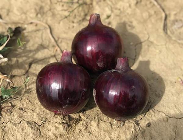 Elenoire F1, nuova proposta nelle cipolle rosse a giorno lungo